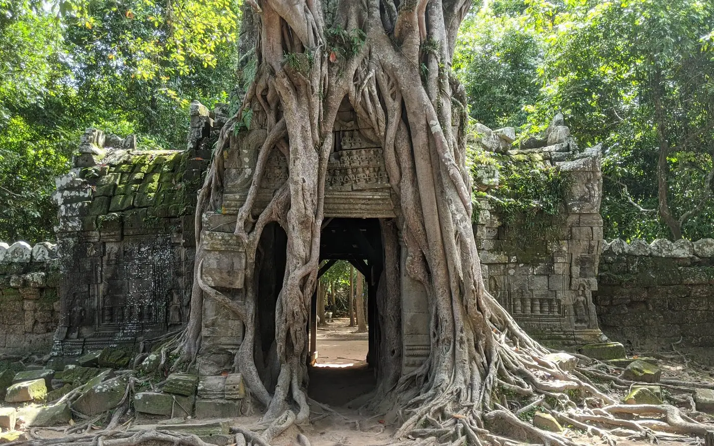 A temple gate wrapped in tree roots